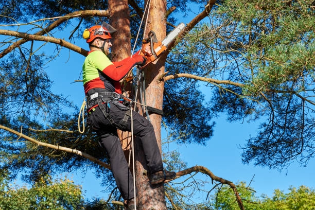 harnais antichute forestier