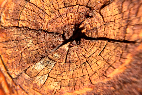 Image d'illustration d'un tronc d'arbre